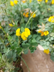 Lotus longisiliquosus