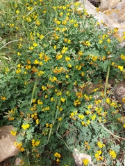 Lotus longisiliquosus