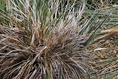 Poa flabellata