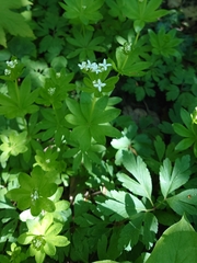 Galium odoratum