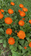 Calendula officinalis