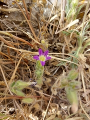 Campanula hierosolymitana
