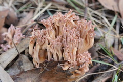 Ramaria fennica