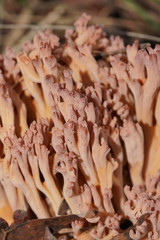 Ramaria fennica