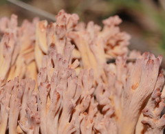 Ramaria fennica