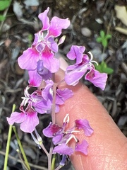 Streptanthus maculatus