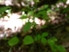 Carex rosea