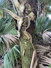 Pantherophis alleghaniensis image