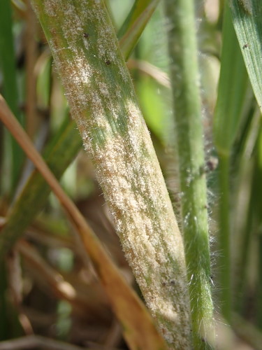 Blumeria graminis