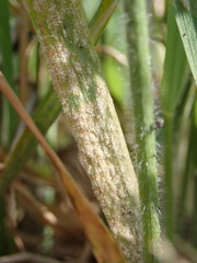Blumeria graminis