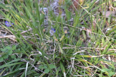 Carex castanea