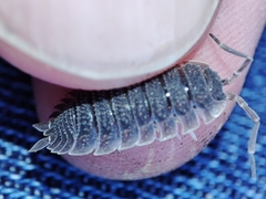 Porcellio echinatus