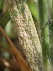 Blumeria graminis