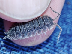 Porcellio echinatus