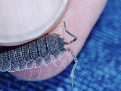 Porcellio echinatus
