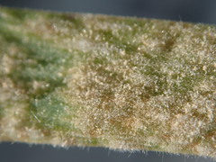 Blumeria graminis
