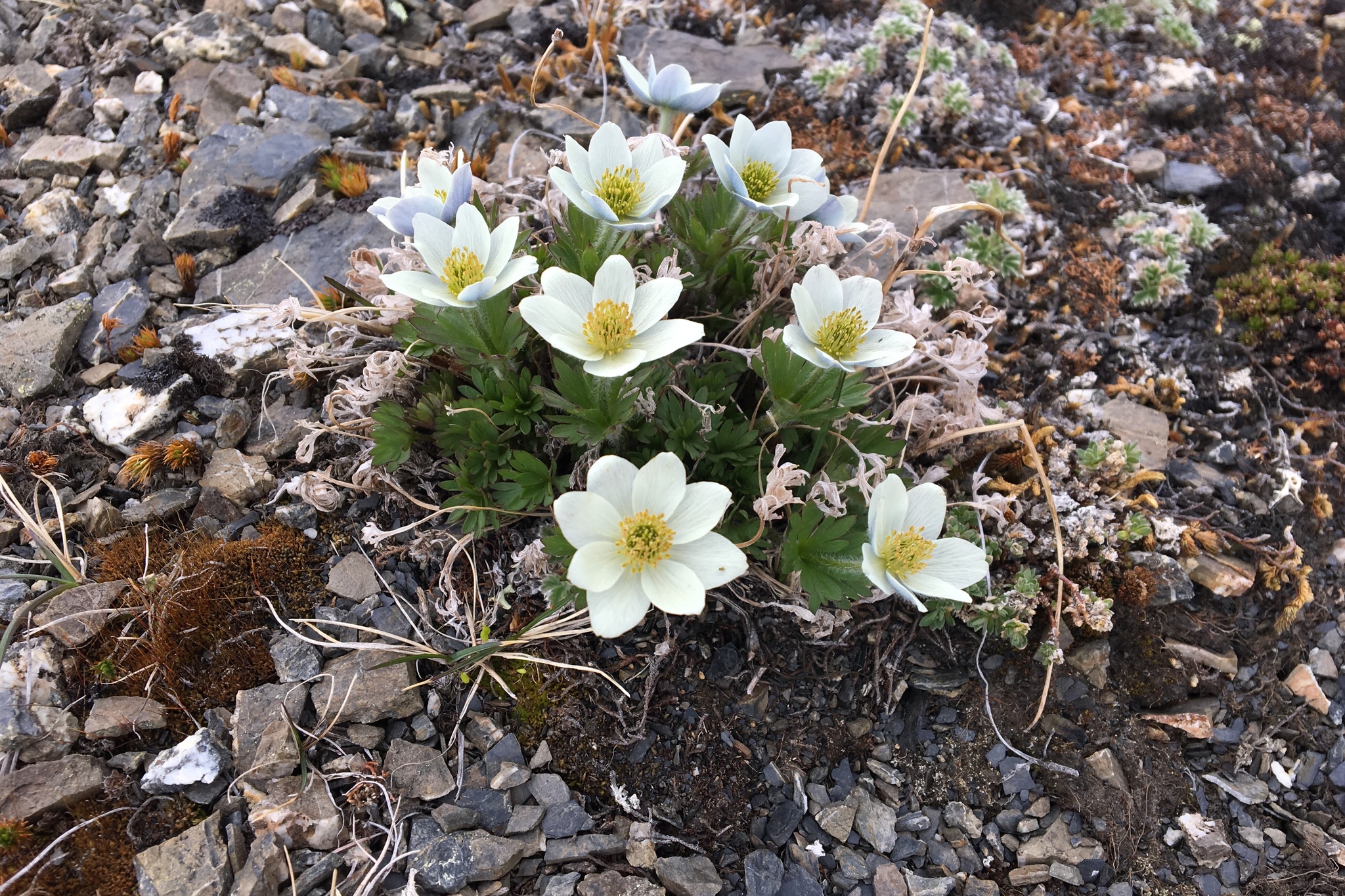 Anemone drummondii