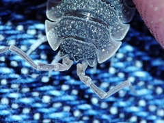 Porcellio echinatus