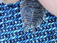 Porcellio echinatus