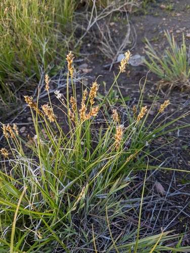 Carex praegracilis