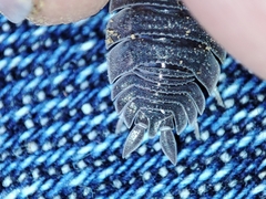 Porcellio echinatus