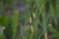 Carex castanea
