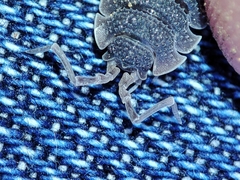 Porcellio echinatus