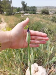 Iris mesopotamica