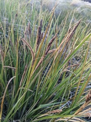 Carex senta
