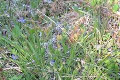 Carex castanea