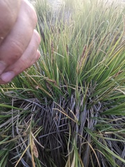 Carex senta