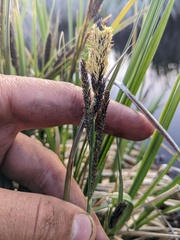 Carex senta