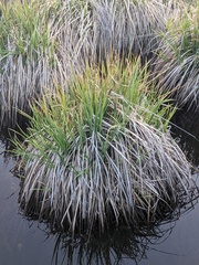 Carex senta