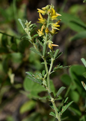 Crotalaria medicaginea medicaginea