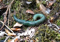 Aporrectodea smaragdina