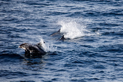 Lagenorhynchus albirostris