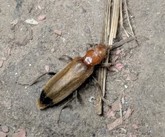 Nacerdes melanura
