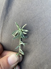 Berroa gnaphalioides