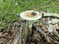 Amanita solaniolens