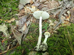 Amanita solaniolens