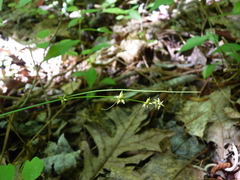 Carex rosea