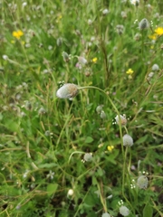 Plantago lagopus