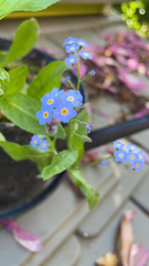 Myosotis