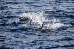 Lagenorhynchus albirostris