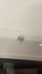 Leptostylus asperatus