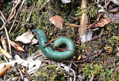 Aporrectodea smaragdina