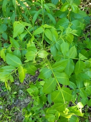 Juglans nigra