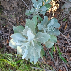 Hazardia detonsa