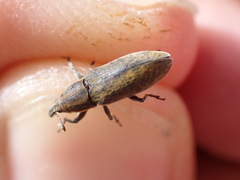 Lixus cardui