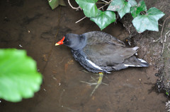 Gallinula chloropus